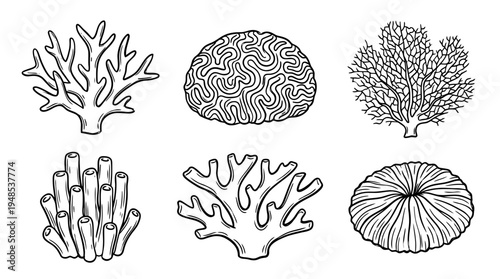 coral, Hand-drawn outline doodle sketches vector set collection , white background , PNG and SVG isolate