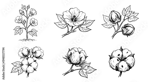 cotton plant, Hand-drawn outline doodle sketches vector set collection , white background , PNG and SVG isolate
