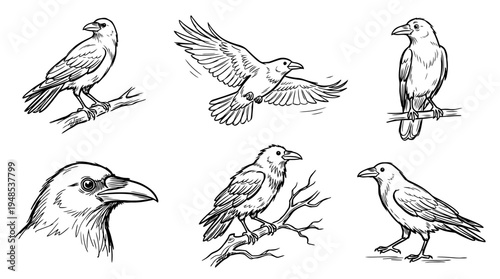 crow, Hand-drawn outline doodle sketches vector set collection , white background , PNG and SVG isolate