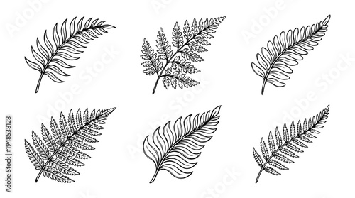 fern leaf, Hand-drawn outline doodle sketches vector set collection , white background , PNG and SVG isolate