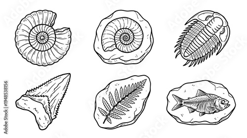 fossil, Hand-drawn outline doodle sketches vector set collection , white background , PNG and SVG isolate