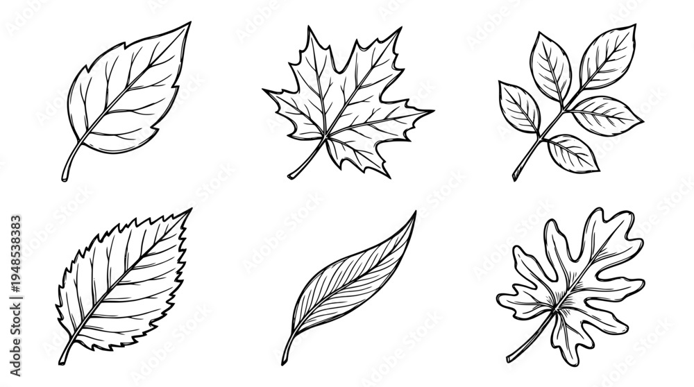 Fototapeta premium green leaf, Hand-drawn outline doodle sketches vector set collection , white background , PNG and SVG isolate