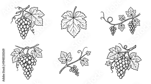 grape vine, Hand-drawn outline doodle sketches vector set collection , white background , PNG and SVG isolate
