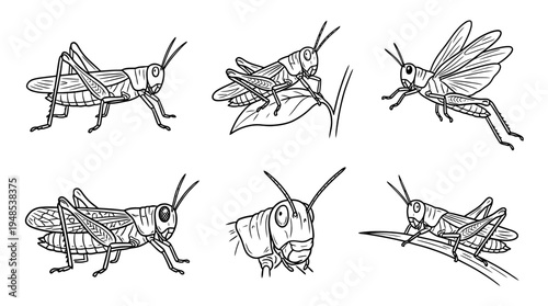 grasshopper, Hand-drawn outline doodle sketches vector set collection , white background , PNG and SVG isolate