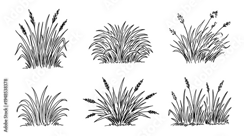 grass tuft, Hand-drawn outline doodle sketches vector set collection , white background , PNG and SVG isolate