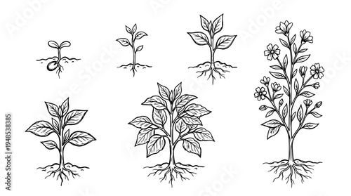 growth plant, Hand-drawn outline doodle sketches vector set collection , white background , PNG and SVG isolate