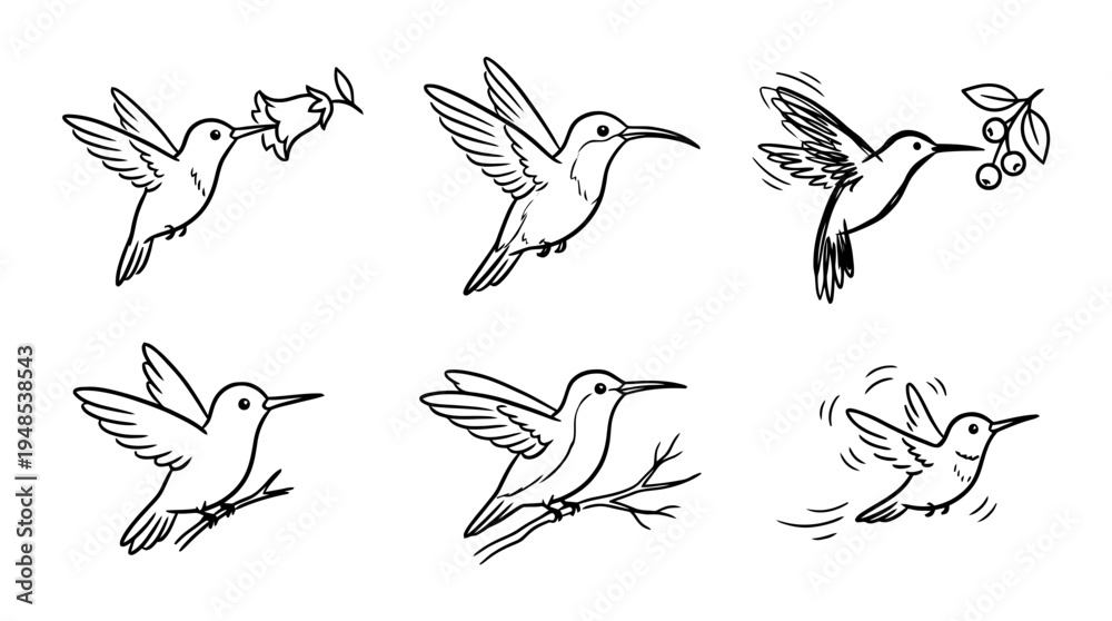 Obraz premium hummingbird, Hand-drawn outline doodle sketches vector set collection , white background , PNG and SVG isolate