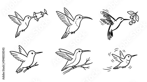 hummingbird, Hand-drawn outline doodle sketches vector set collection , white background , PNG and SVG isolate