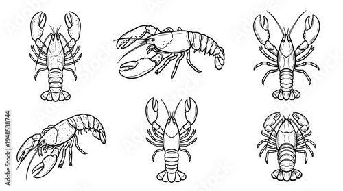 lobster, Hand-drawn outline doodle sketches vector set collection , white background , PNG and SVG isolate