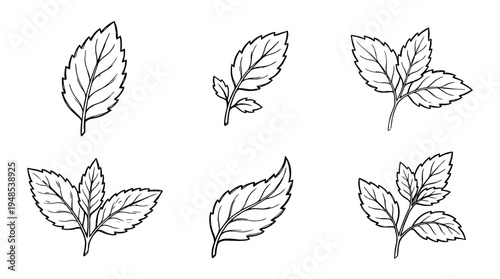 mint leaf, Hand-drawn outline doodle sketches vector set collection , white background , PNG and SVG isolate