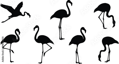 Flamingo silhouette collection showing standing walking feeding and flying tropical birds isolated vector illustration for wildlife nature design and exotic bird concepts