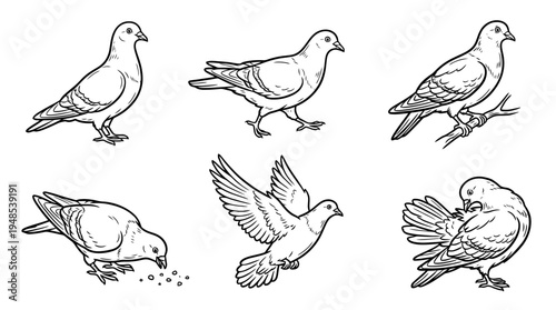 pigeon, Hand-drawn outline doodle sketches vector set collection , white background , PNG and SVG isolate