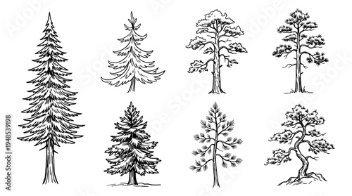 pine tree, Hand-drawn outline doodle sketches vector set collection , white background , PNG and SVG isolate