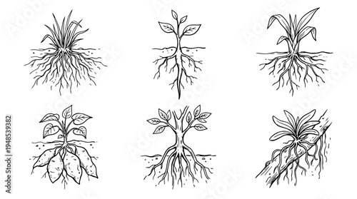 root system, Hand-drawn outline doodle sketches vector set collection , white background , PNG and SVG isolate