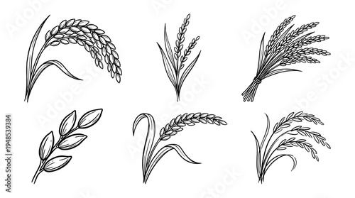 rice ear, Hand-drawn outline doodle sketches vector set collection , white background , PNG and SVG isolate
