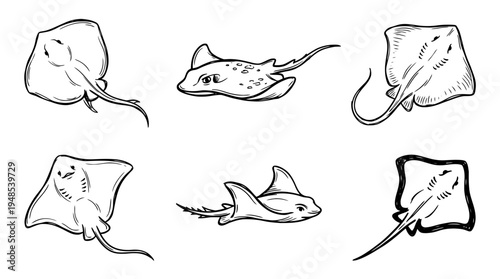stingray, Hand-drawn outline doodle sketches vector set collection , white background , PNG and SVG isolate