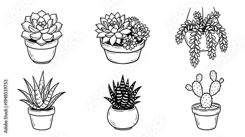 succulent, Hand-drawn outline doodle sketches vector set collection , white background , PNG and SVG isolate