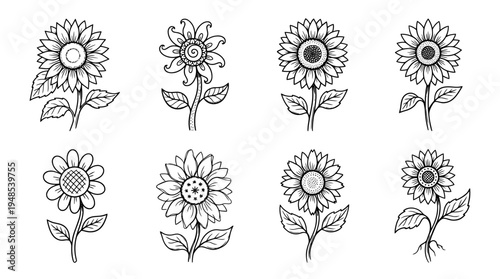 sunflower, Hand-drawn outline doodle sketches vector set collection , white background , PNG and SVG isolate