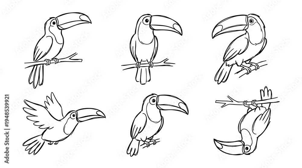 Naklejka premium toucan, Hand-drawn outline doodle sketches vector set collection , white background , PNG and SVG isolate