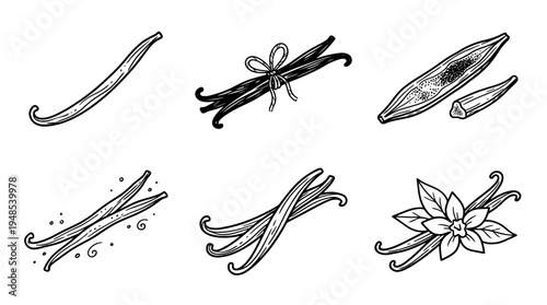 vanilla pod, Hand-drawn outline doodle sketches vector set collection , white background , PNG and SVG isolate