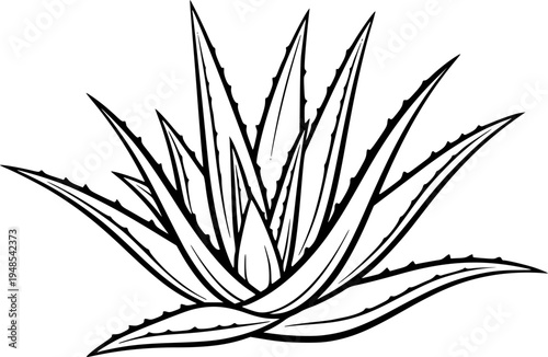 aloe vera silhouette line art vector illustration with a white background