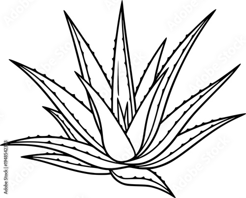 aloe vera silhouette line art vector illustration with a white background