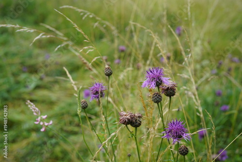 Billede på lærred Centaurea scabiosa (greater knapweed) growing in a wild meadow, with vibrant purple flower heads surrounded by green foliage and other meadow plants