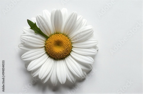White daisy with yellow center soft petals against clean white