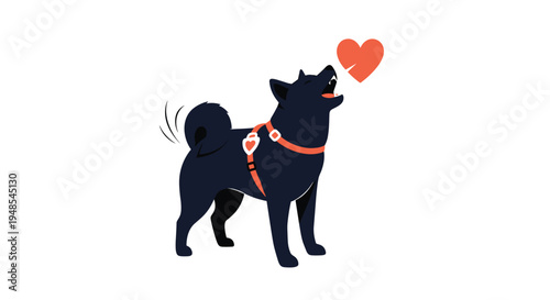 Black shiba inu dog wearing a red harness howling at a floating red heart symbol on a white background expressing love or longing.