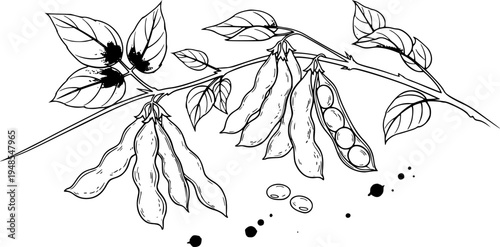 Elegant Sumi-e Illustration of Soybeans Pods with Ink Brush Style