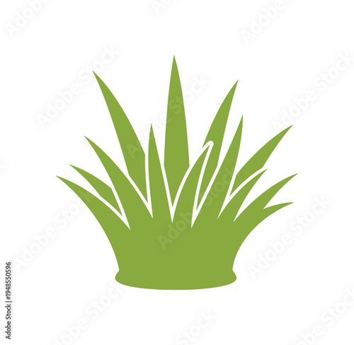 Green plant with long pointed leaves in a pot on white background