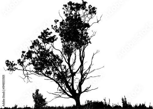 Natural tamarix tree silhouette vector isolated on white background