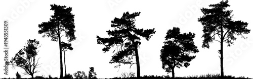 Natural pine trees silhouettes set vector isolated on white background