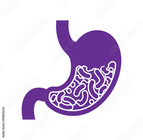 Anatomical illustration of human stomach with intestines  digestive system