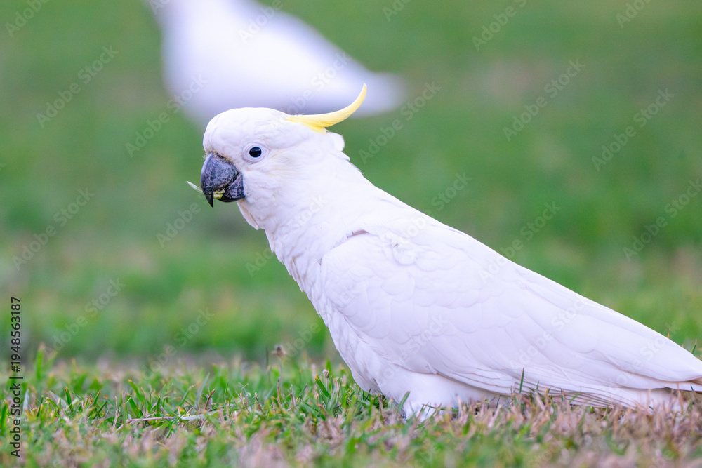Fototapeta premium Sulphur Crested Cockatoo Portrait on Grass