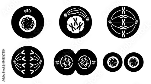 collection of mitosis, 6 filled black minimal icon vector set , white background , PNG and SVG isolate