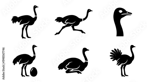 collection of ostrich, 6 filled black minimal icon vector set , white background , PNG and SVG isolate