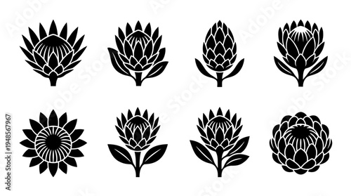 collection of protea, 6 filled black minimal icon vector set , white background , PNG and SVG isolate