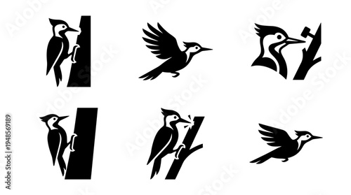 collection of woodpecker, 6 filled black minimal icon vector set , white background , PNG and SVG isolate