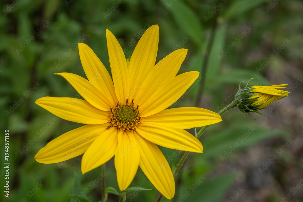 Obraz premium topinambur , helianthus tuberosus , alcachofa de jerusalen , girasol de canada , flor amarilla de 5 a 10 cm de diametro con petalos de color amarillo intenso . 