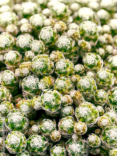 close up of a green cactus