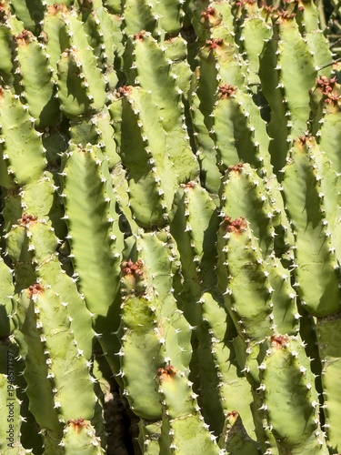 close up of cactus