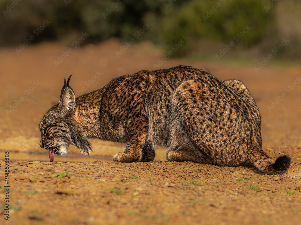 Fototapeta premium Lynx Drinking at Pool