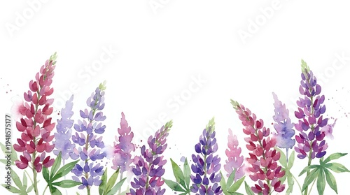 Watercolor lupine flowers in pink and purple hues with green leaves on white background, botanical floral border design for spring garden projects.