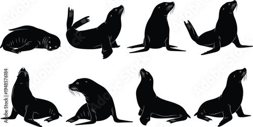 Sea lion silhouette vector set, black animal shapes collection isolated on white, marine mammal poses illustration, ocean wildlife design bundle