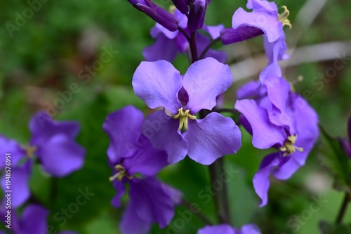Chinese violet cress (Orychophrgmus violaceus) flowers. Brassicaceae  annual. It produces pale purple flowers in racemes in spring.