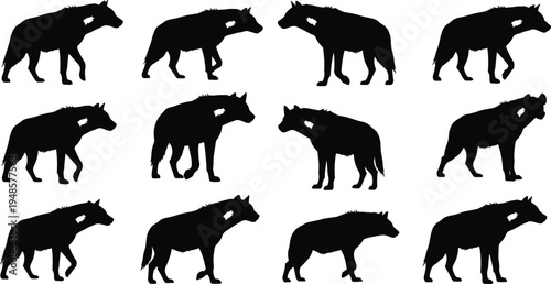 Set of black hyena silhouettes in various walking and standing poses, hand drawn african savanna scavenger animal icons isolated on white,
