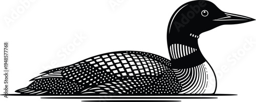 Common loon bird black and white vector illustration detailed waterfowl silhouette floating on water isolated on light background for wildlife nature design