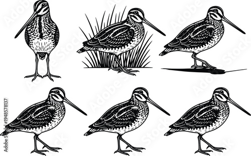 Sandpiper bird silhouette collection with detailed shorebird poses, wildlife coastal bird illustration set, nature animal engraving style vector isolated on light background