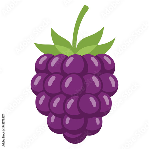 art illustration of fresh blackberries